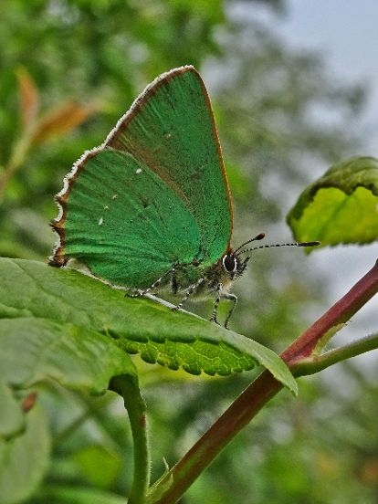 Green Hairstreak  2019 - Dave Miller